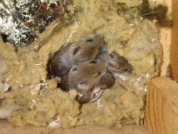 Mouse Nesting in Home