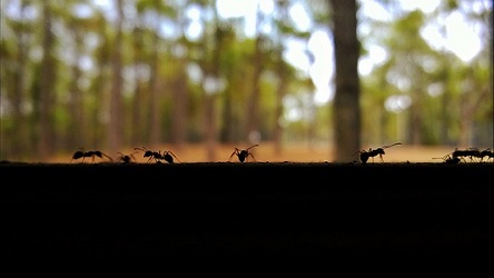 Carpenter Ants in Wisconsin