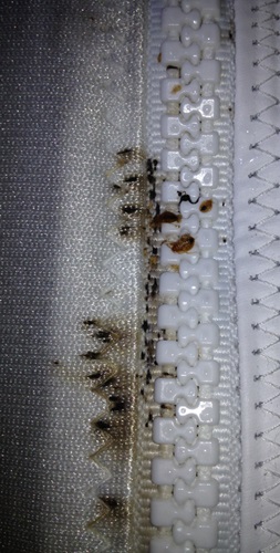 Milwaukee Bed Bug Pest Control