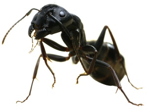 Carpenter Ant Exterminators