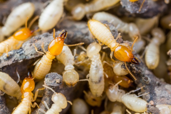 A. Landlords uses eco-friendly pest control services to remove termites from your home or business in Milwaukee. Call us to find out more at 414-449-8525.