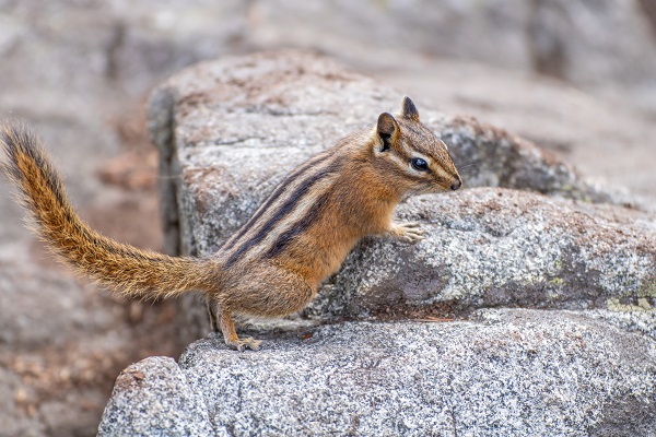 Squirrel Removal Services - Get Rid of Squirrels in Milwaukee