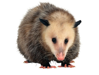 Angry Opossum Face