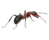 Ant Exterminators in Milwaukee