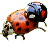 Asian Lady Beetle Winter Exterminator