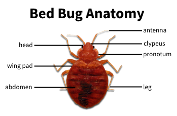Milwaukee Bed Bug Exterminator