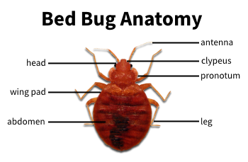 Best Bed Bug Extermination & Removal in Chicago Illinois