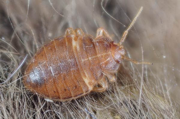 Bed bug closeup photo