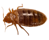 Bed Bug Exterminators in Milwaukee