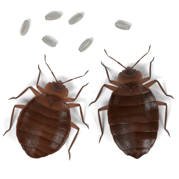Bed bugs and bed bug eggs