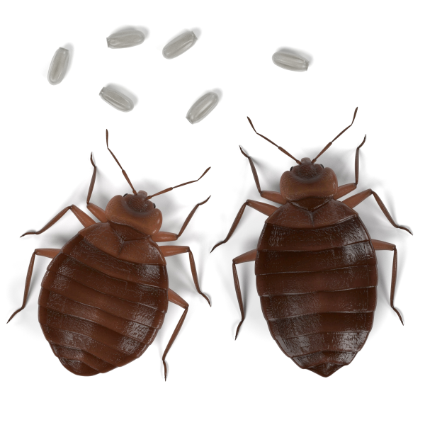 Bed bugs and bed bug eggs 