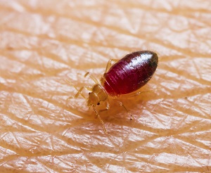 Bed bug biting a man's hand