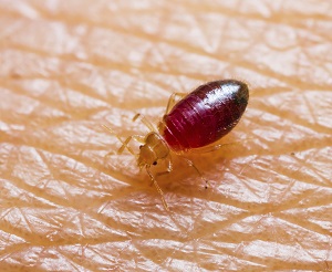 Bed Bug Treatment Milwaukee