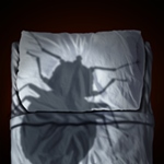 Bed bug nightmare in Germantown