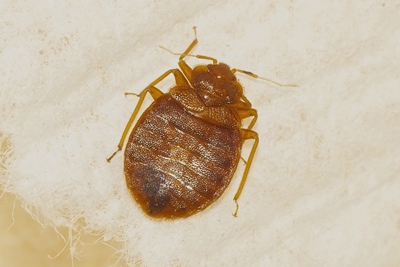 Bed bug on bedsheet