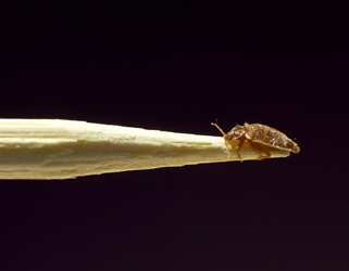 Bed bug on the end of a pencil point