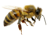 Bee Exterminator in Milwaukee