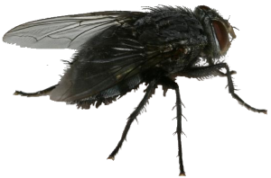 Black flies transfer disease.