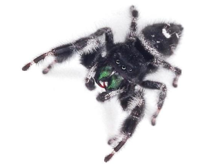 Bold Jumping Spider in Milwaukee