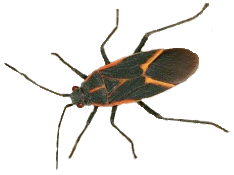 Boxelder bug winter extermination