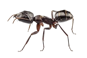 Carpenter Ants Milwaukee