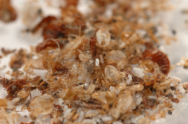 Bed bug casings and eggs inb Oak Creek home