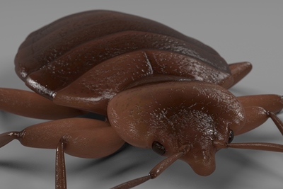Closeup photo of bed bug