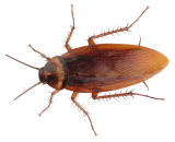 Cockroach Exterminator in Milwaukee
