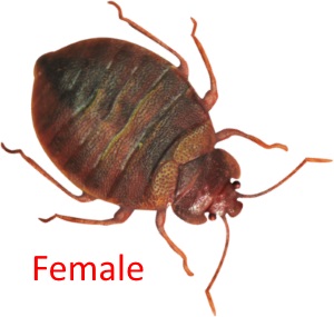 Female Bedbug Milwaukee