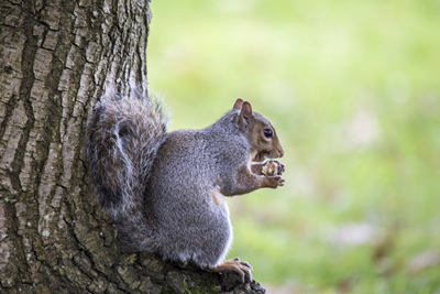 Squirrel Removal Services - Get Rid of Squirrels in Milwaukee