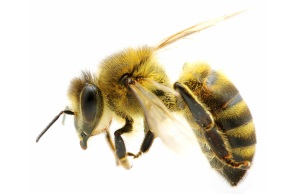 Honey Bees Milwaukee