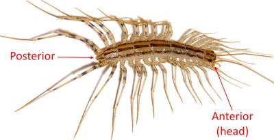 House Centipede Picture