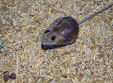 House mouse in bag of grain