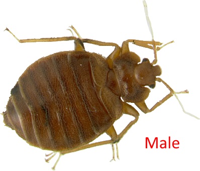 Male Bed Bugs Milwaukee