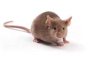 Mice Mouse Milwaukee