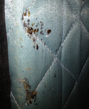 Milwaukee Bed Bug Control