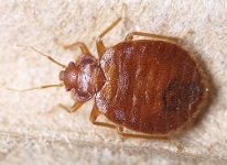 Milwaukee Bed Bug Removal