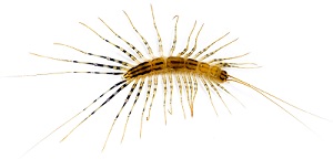 Centipede Exterminators Milwaukee