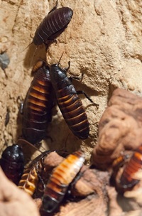 Milwaukee Cockroach Extermination