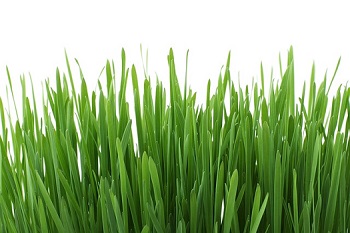 Lawn care in Milwaukee