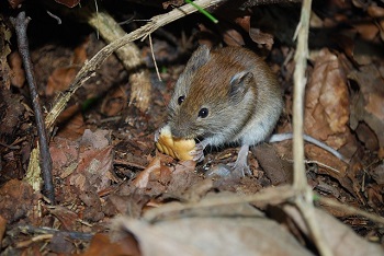 Mice Exterminator Milwaukee