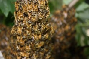 Milwaukee pest control services for bees, bed bugs, ants, rodents, spiders, roaches, and more Milwaukee Pest Control & Extermination Services