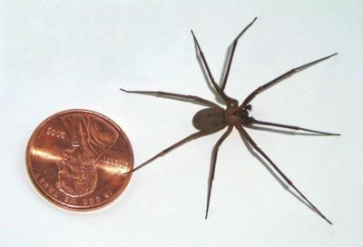 Milwaukee Spider Pest Control