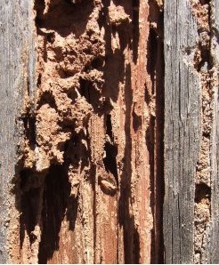 Milwaukee Termite Inspection