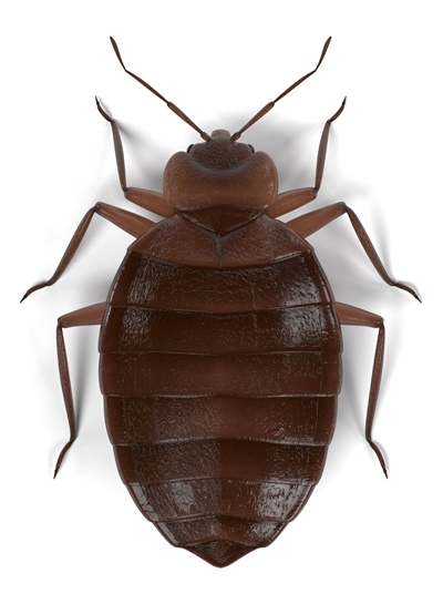 Closeup photo of bed bug