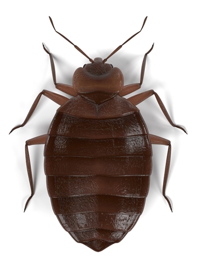 Brown deer pest control company eliminates bed bug infestations