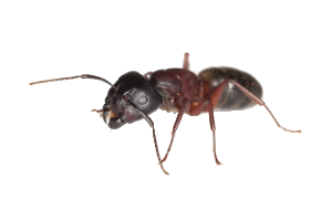 Pavement Ants Milwaukee
