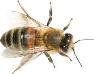 Milwaukee, WI Bee Exterminator