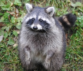 Raccoon Removal Milwaukee