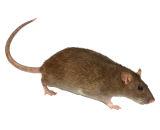 Rat Exterminator